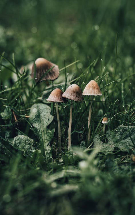 morel mushrooms. fungi. mushrooms.